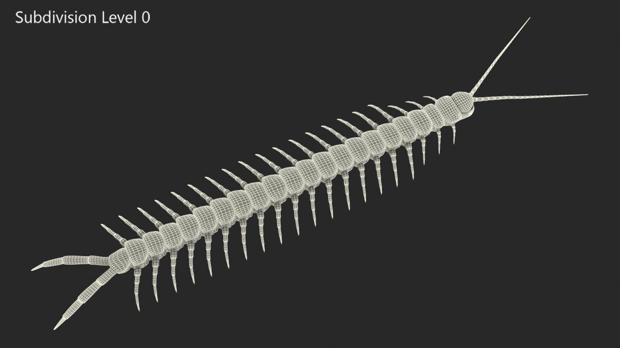 3D Scolopendra Subspinipes model