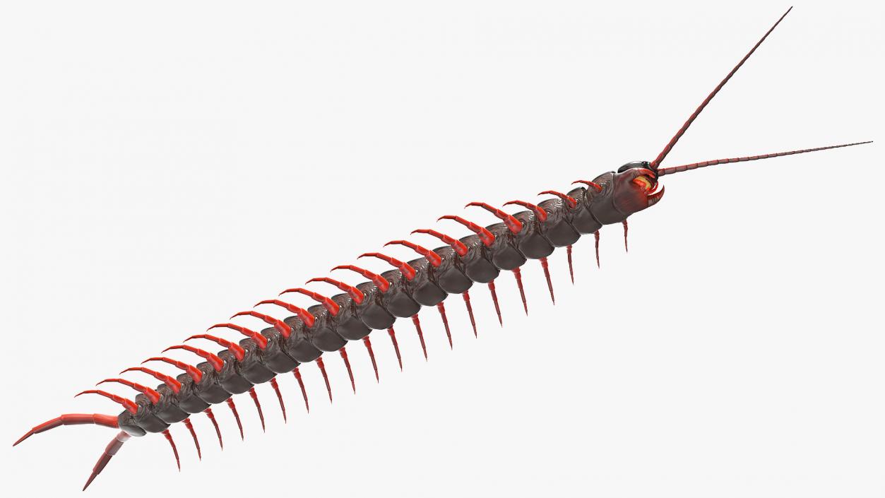 3D Scolopendra Subspinipes model