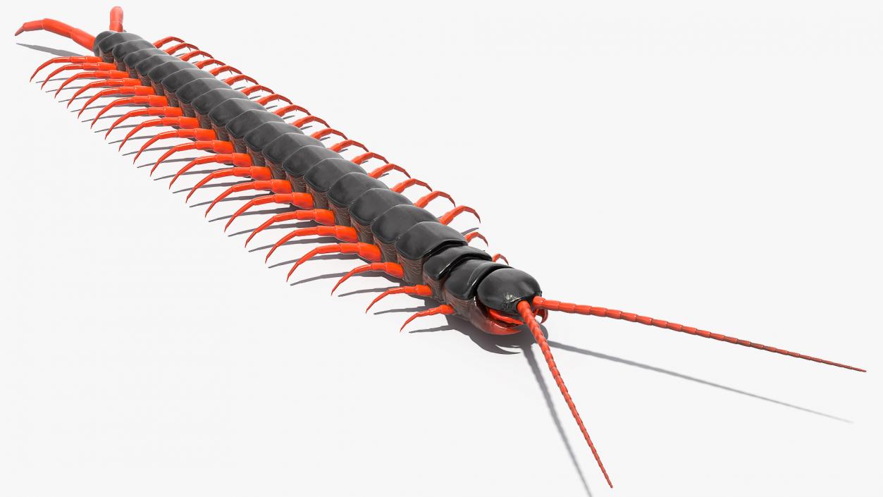 3D Scolopendra Subspinipes model