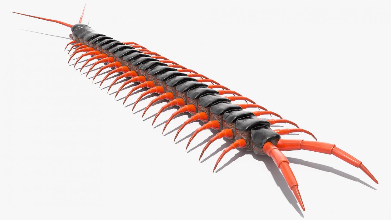 3D Scolopendra Subspinipes model