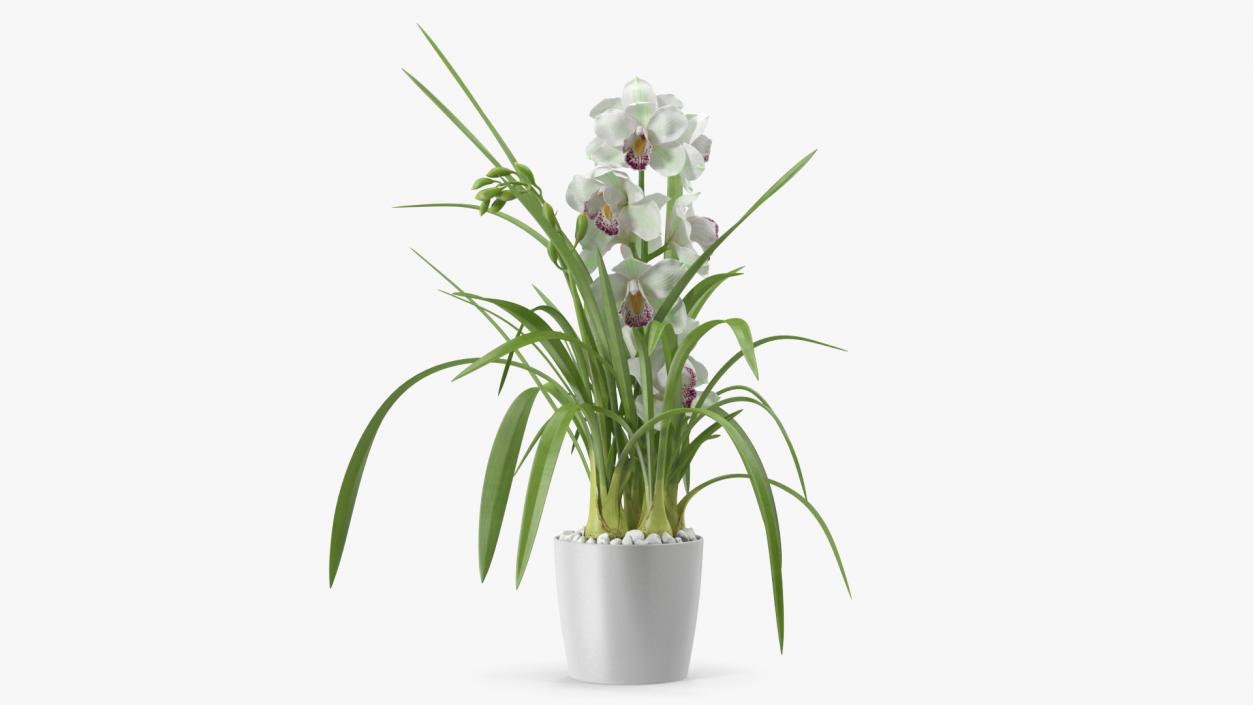 Orchid Pot Flower White Fur 3D