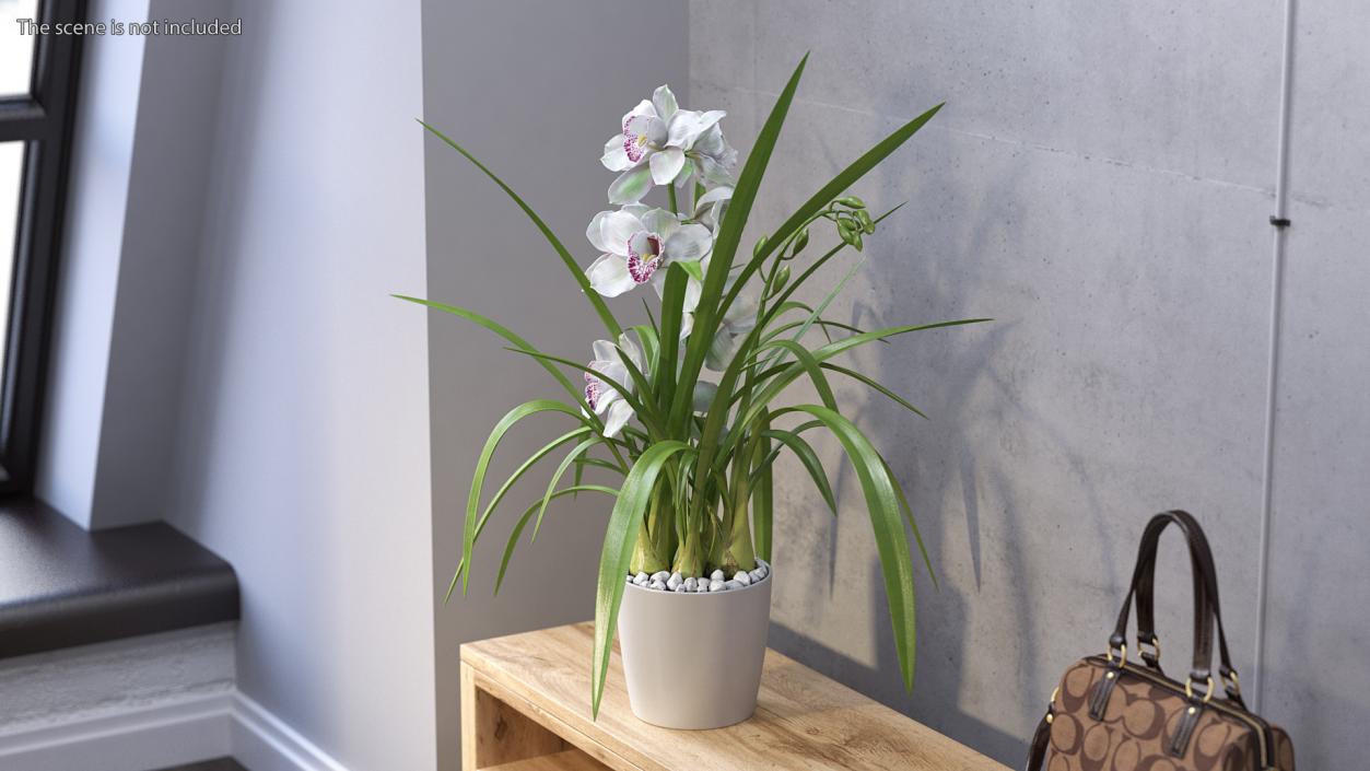 Orchid Pot Flower White Fur 3D