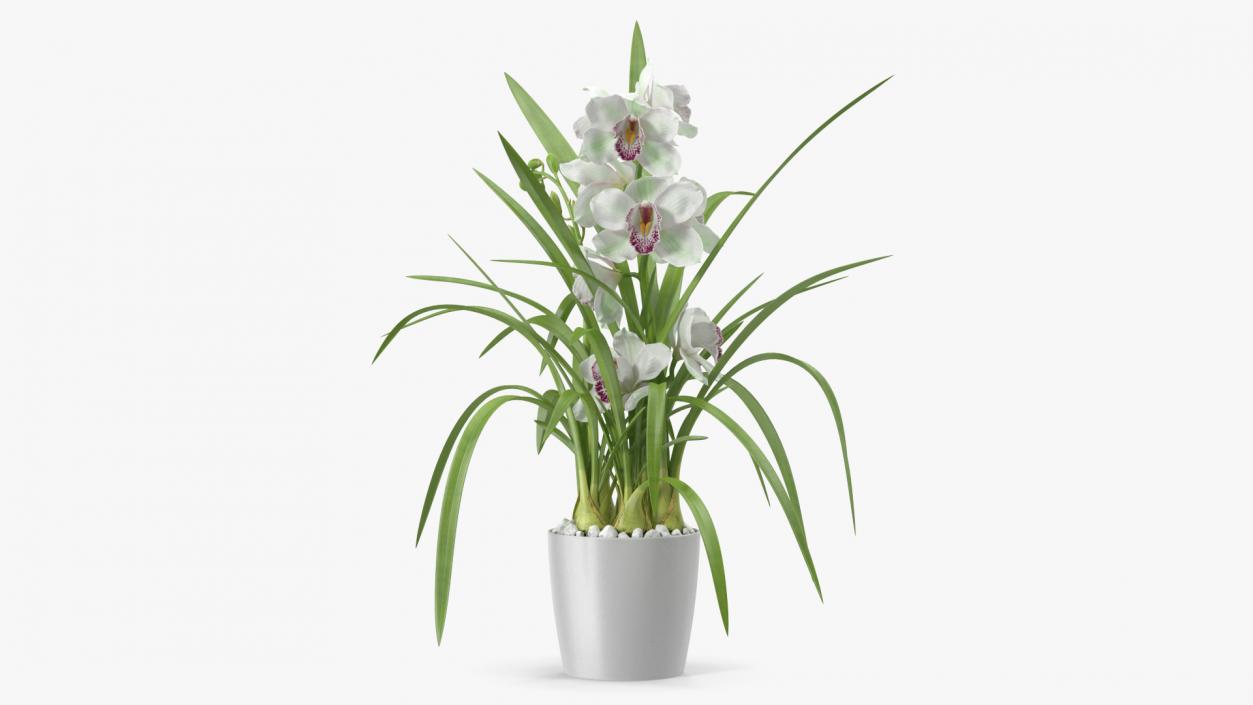 Orchid Pot Flower White Fur 3D