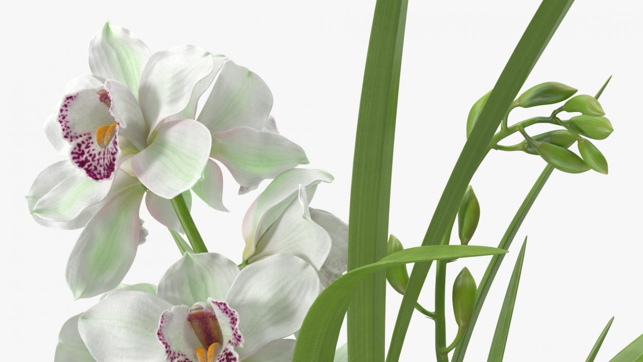 Orchid Pot Flower White Fur 3D