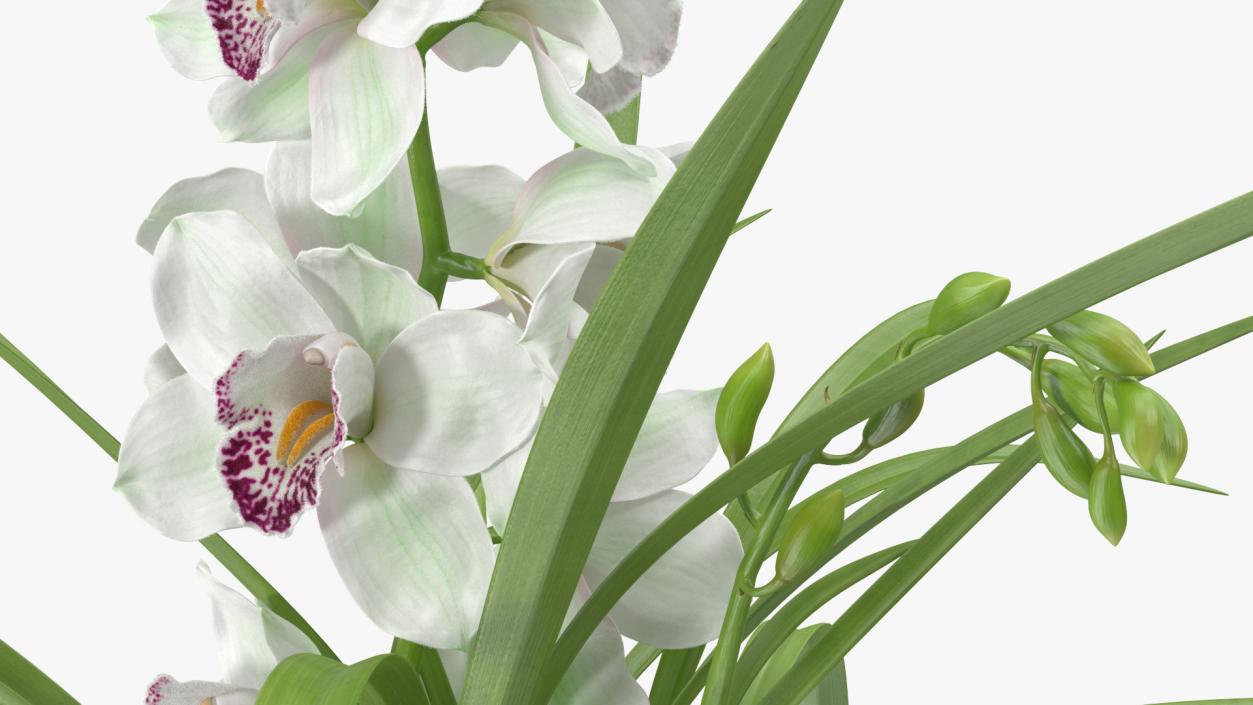 Orchid Pot Flower White Fur 3D