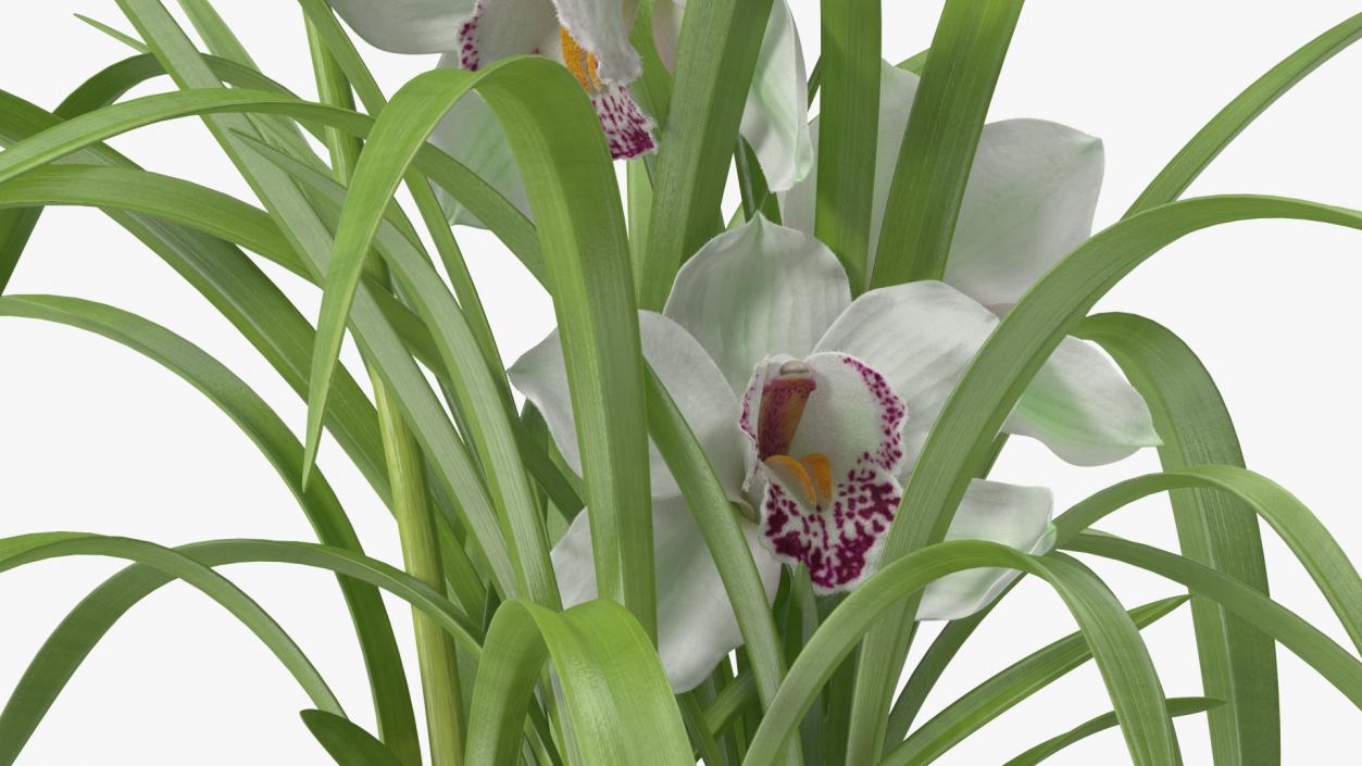 Orchid Pot Flower White Fur 3D