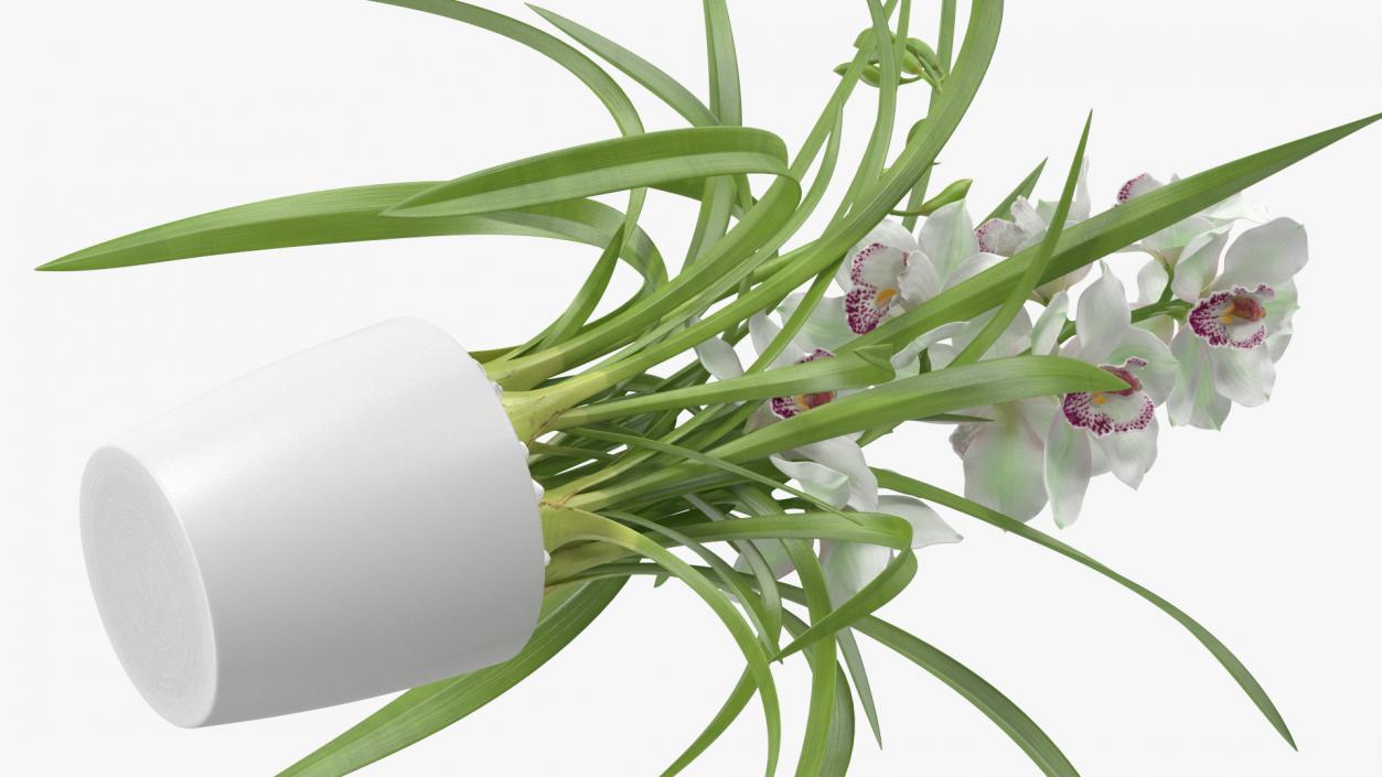 Orchid Pot Flower White Fur 3D