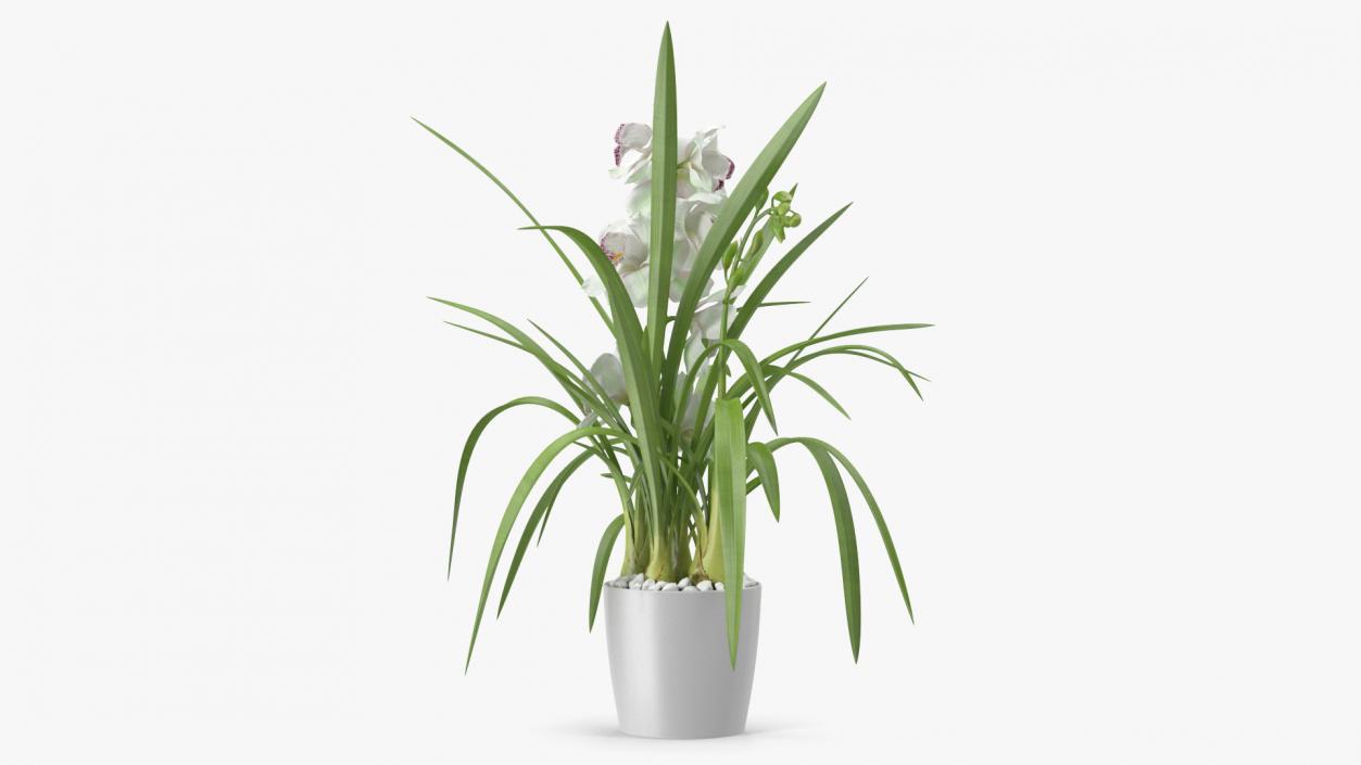 Orchid Pot Flower White Fur 3D