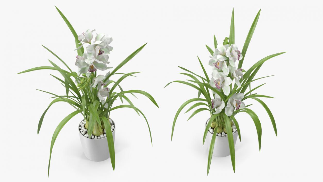 Orchid Pot Flower White Fur 3D