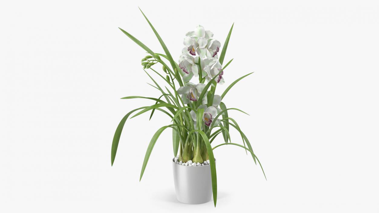 Orchid Pot Flower White Fur 3D