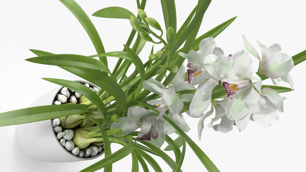 Orchid Pot Flower White Fur 3D