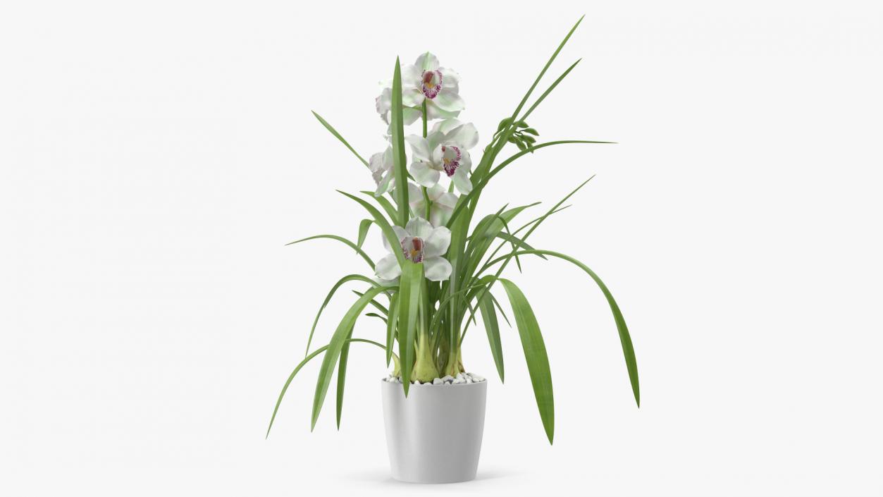 Orchid Pot Flower White Fur 3D