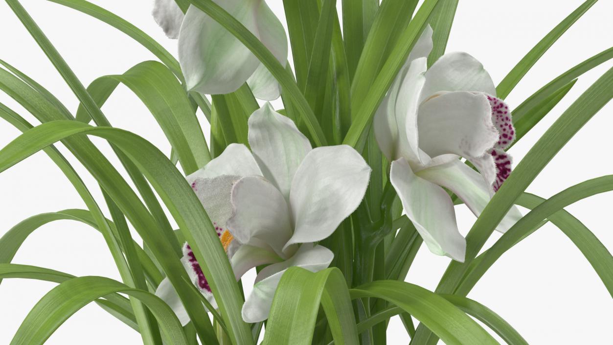 Orchid Pot Flower White Fur 3D