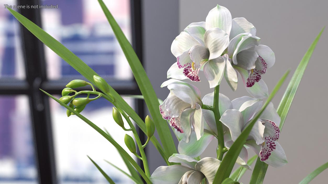 Orchid Pot Flower White Fur 3D