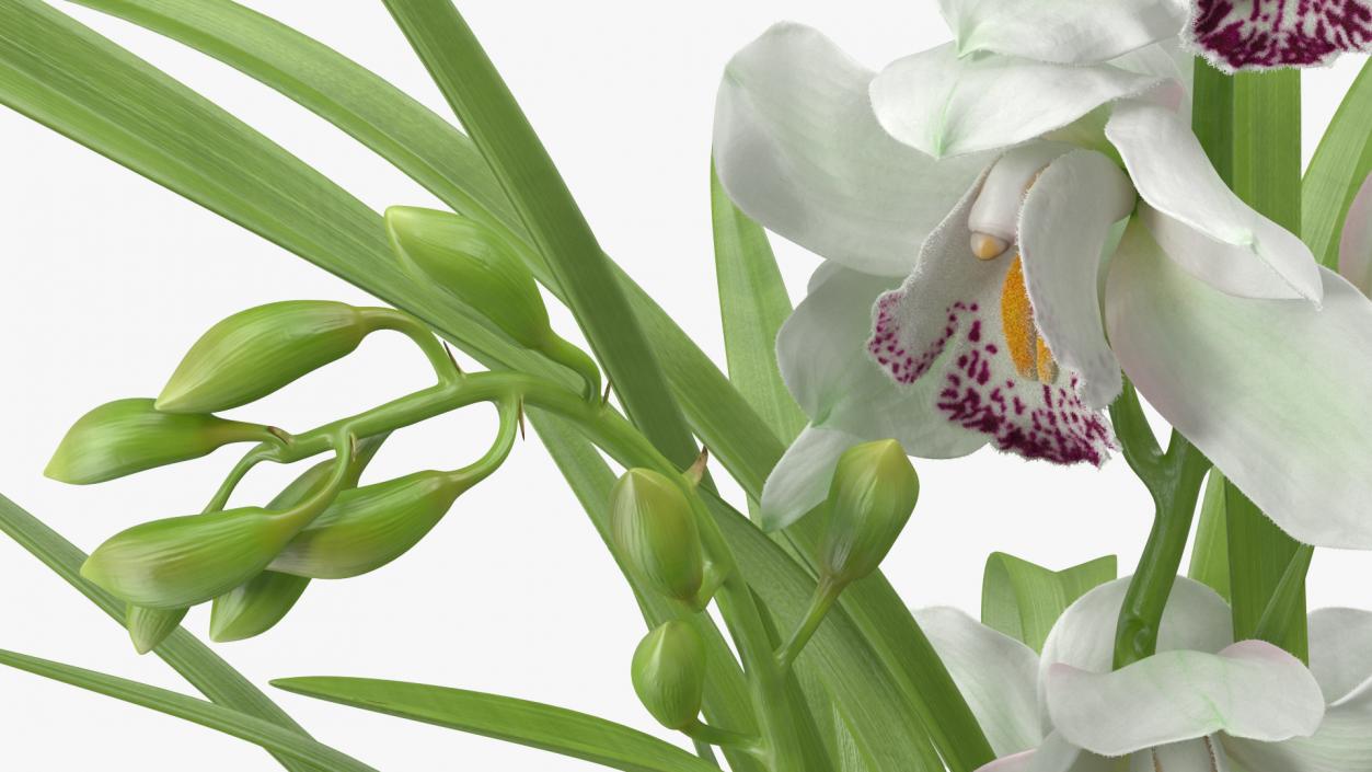 Orchid Pot Flower White Fur 3D