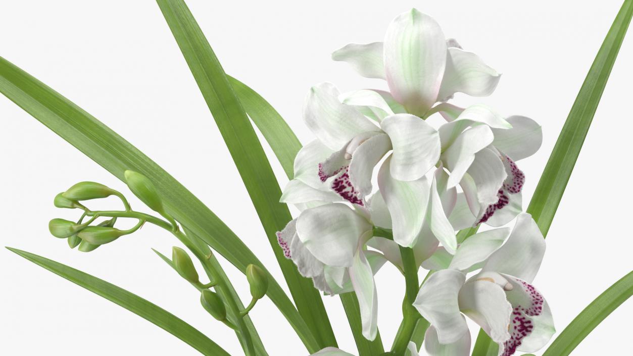 Orchid Pot Flower White Fur 3D