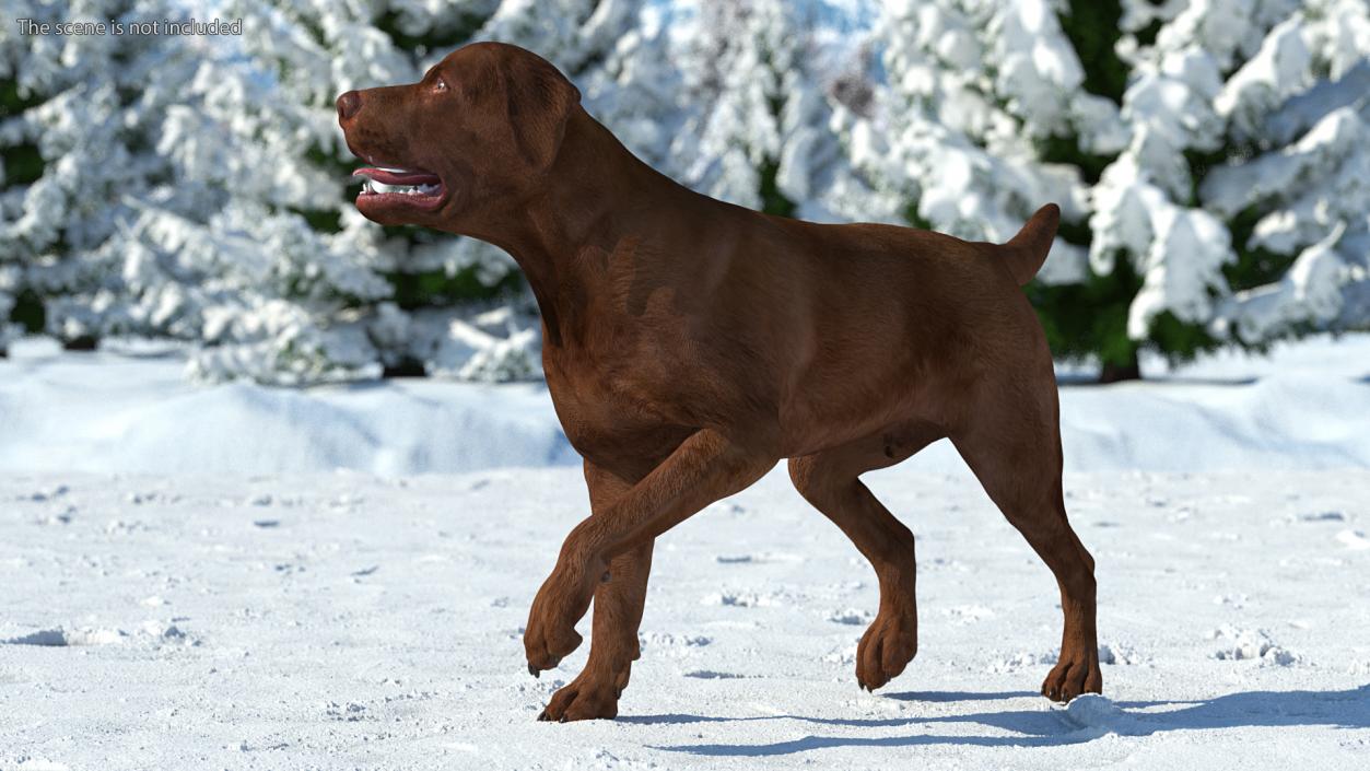 3D model Labrador Dog Brown Rigged