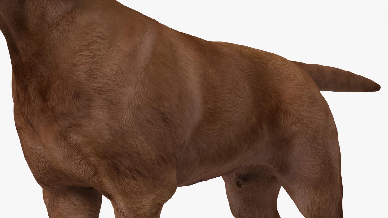 3D model Labrador Dog Brown Rigged