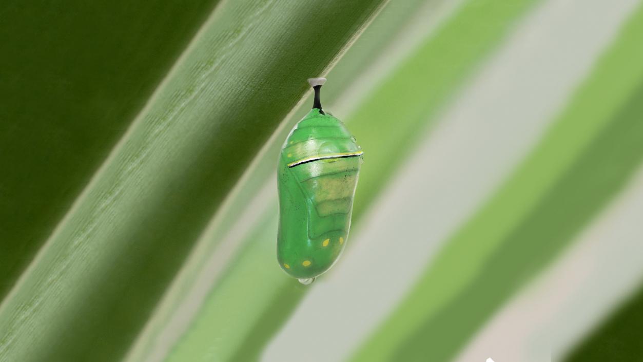 Monarch Butterfly Cocoon 3D model