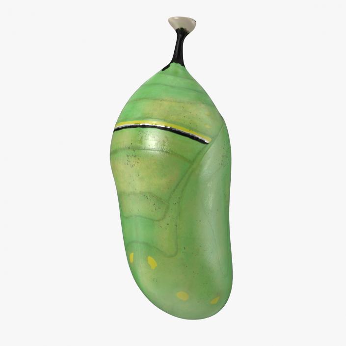 Monarch Butterfly Cocoon 3D model