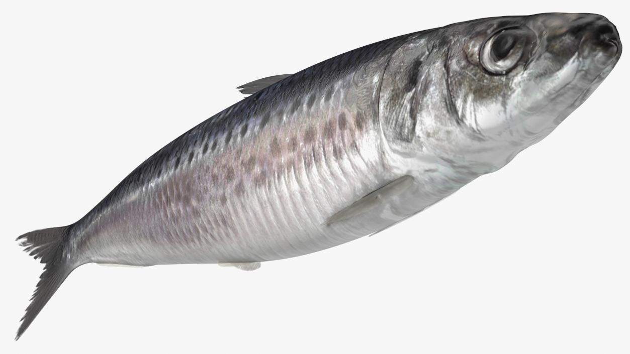 3D Fresh Sardine Fish model