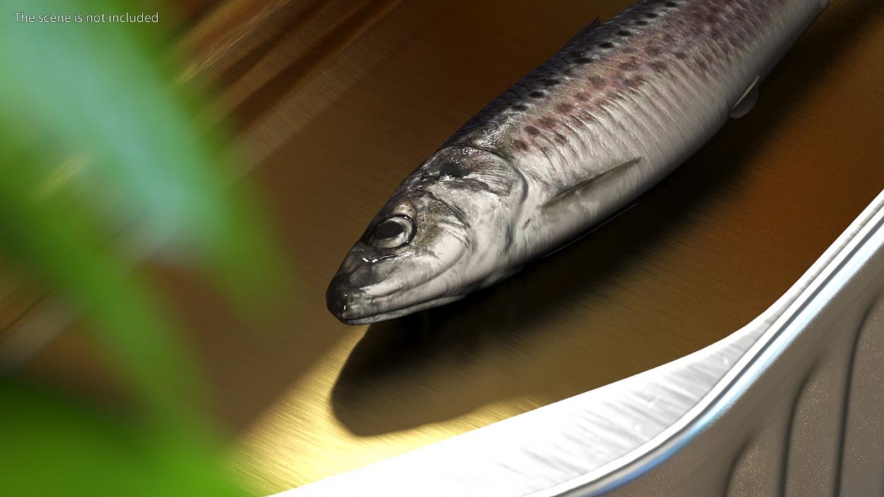 3D Fresh Sardine Fish model