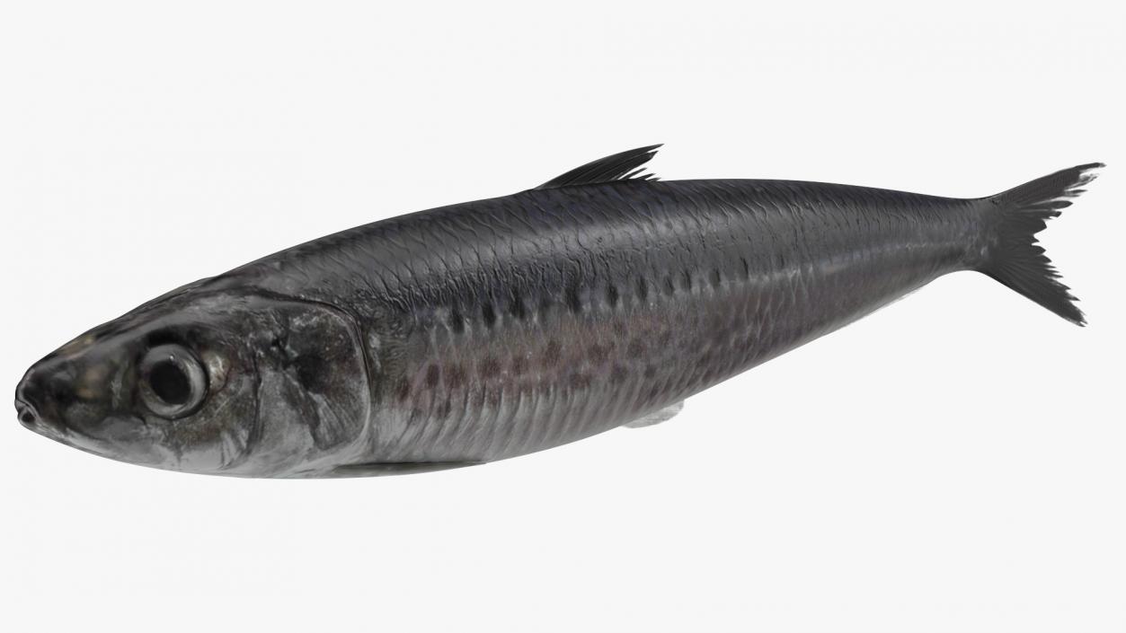 3D Fresh Sardine Fish model