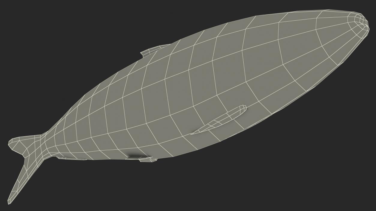 3D Fresh Sardine Fish model