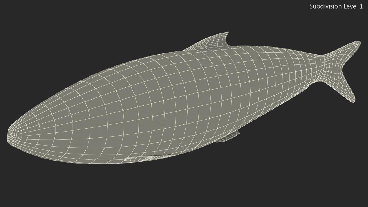 3D Fresh Sardine Fish model