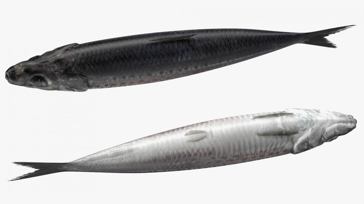 3D Fresh Sardine Fish model