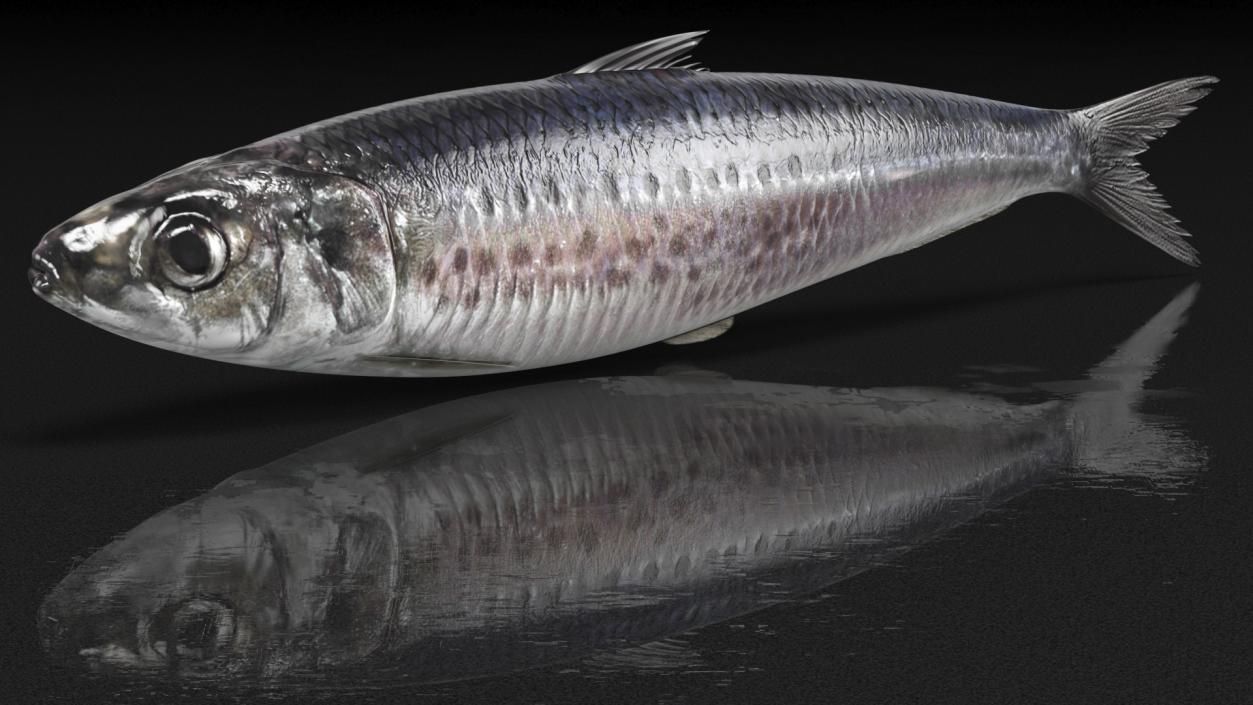 3D Fresh Sardine Fish model