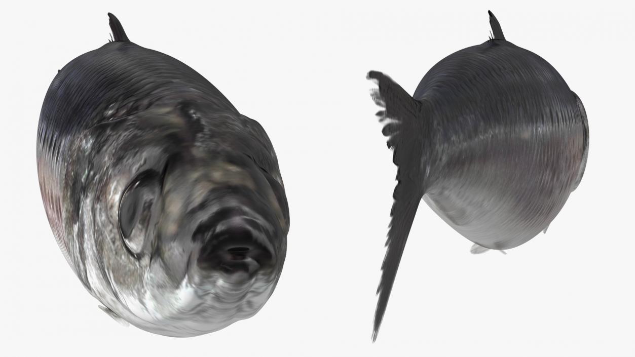 3D Fresh Sardine Fish model