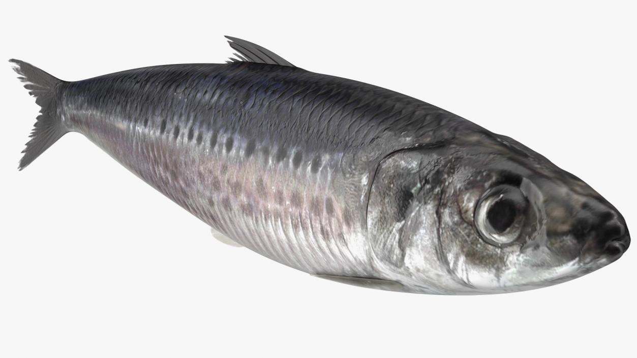 3D Fresh Sardine Fish model