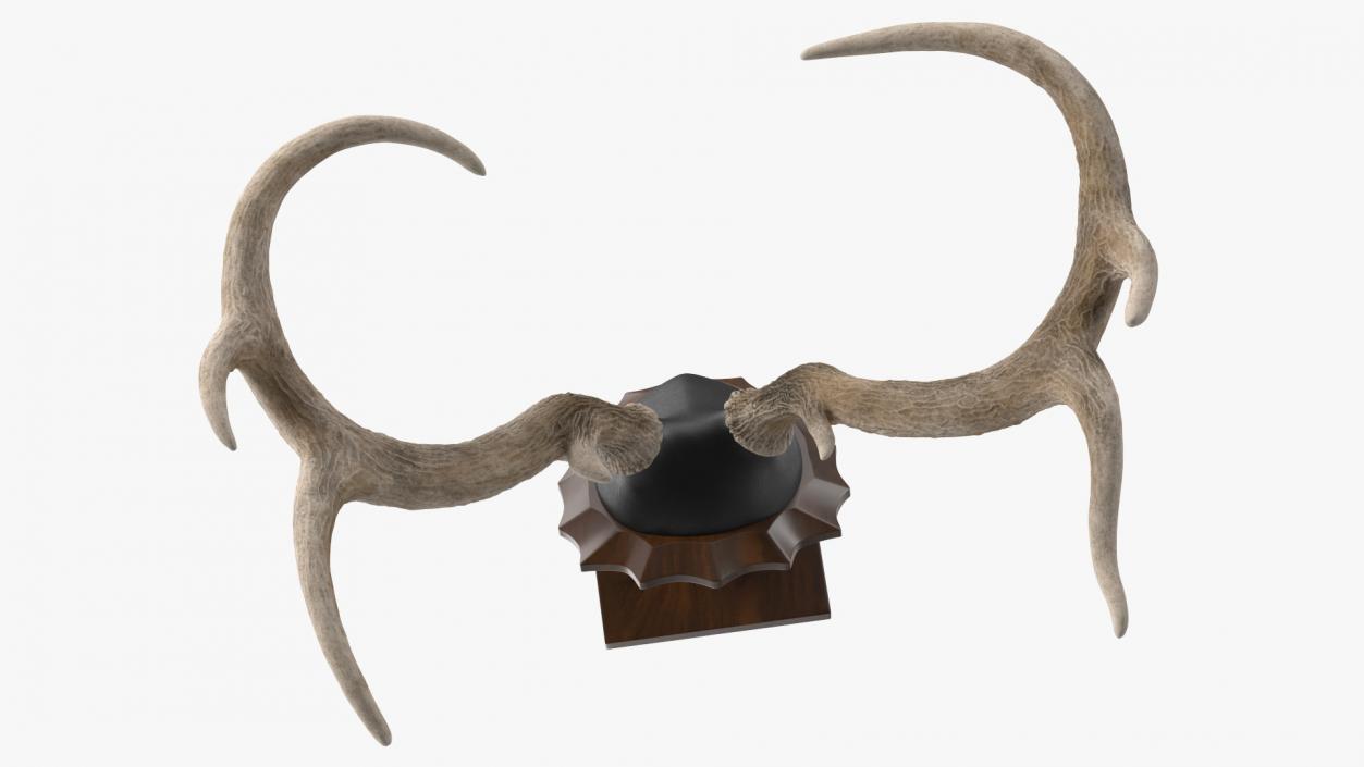 Tabletop Stand with Stag Antlers 3D