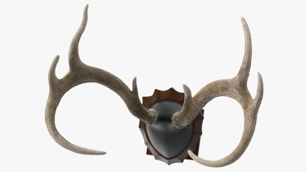 Tabletop Stand with Stag Antlers 3D