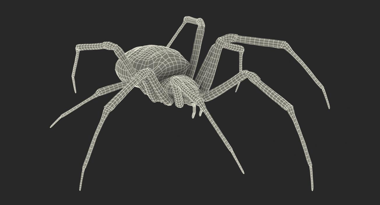 3D model Rigged Spiders 3D Models Collection