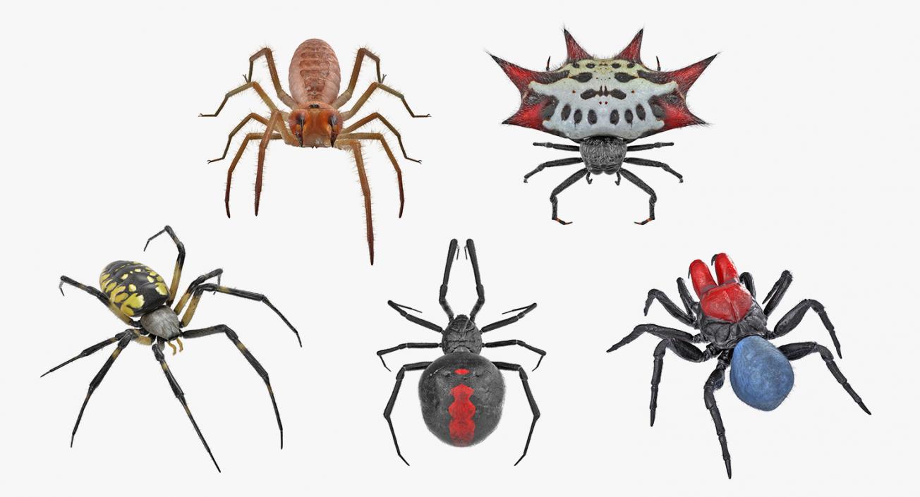 3D model Rigged Spiders 3D Models Collection