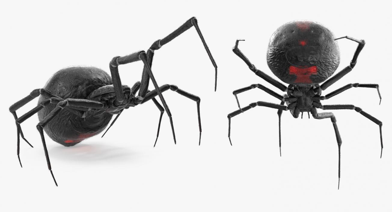 3D model Rigged Spiders 3D Models Collection