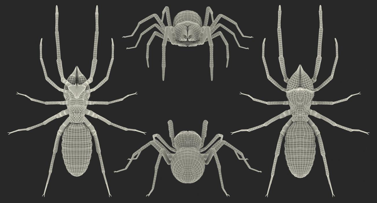 3D model Rigged Spiders 3D Models Collection