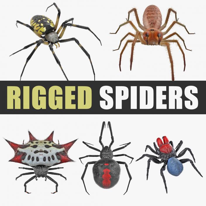 3D model Rigged Spiders 3D Models Collection