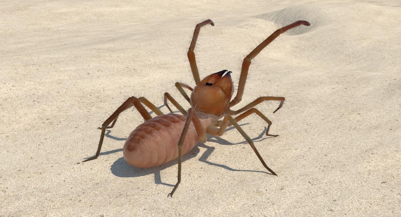 3D model Rigged Spiders 3D Models Collection