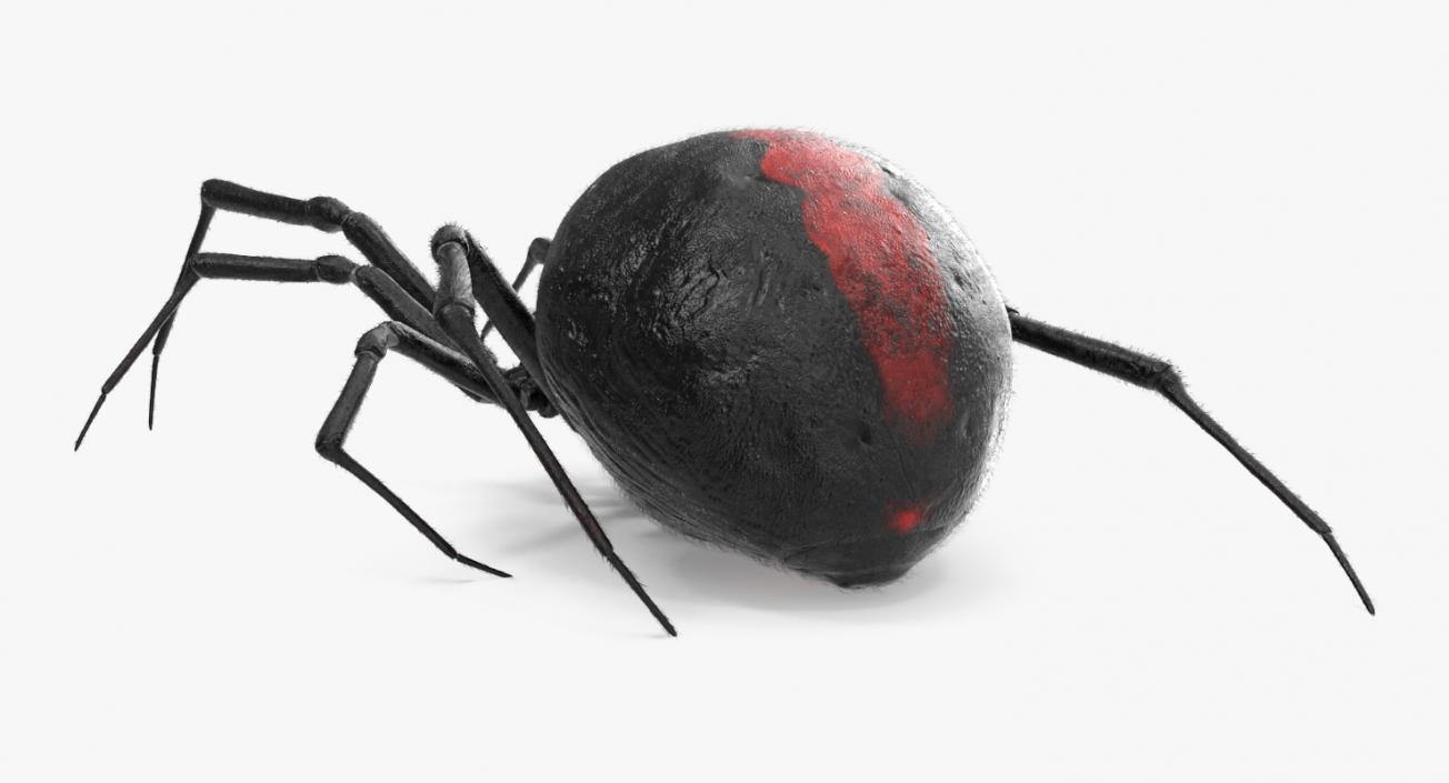 3D model Rigged Spiders 3D Models Collection