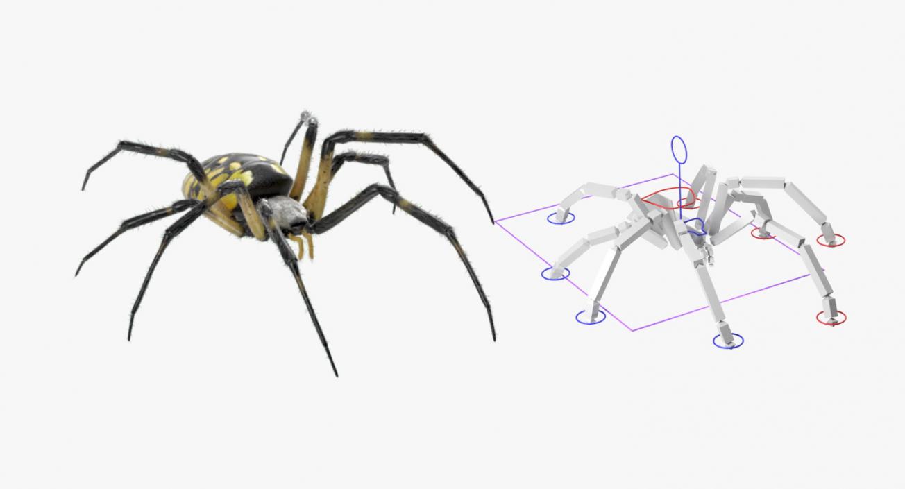 3D model Rigged Spiders 3D Models Collection