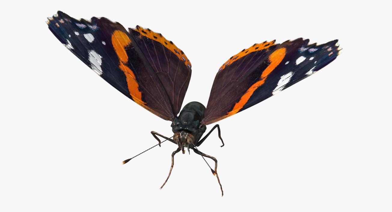 3D Red Admiral Butterfly Flying Pose model