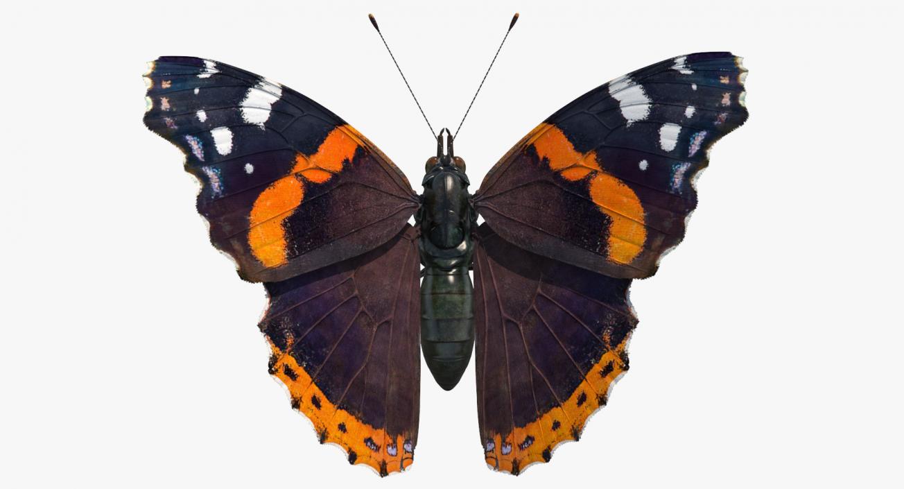 3D Red Admiral Butterfly Flying Pose model