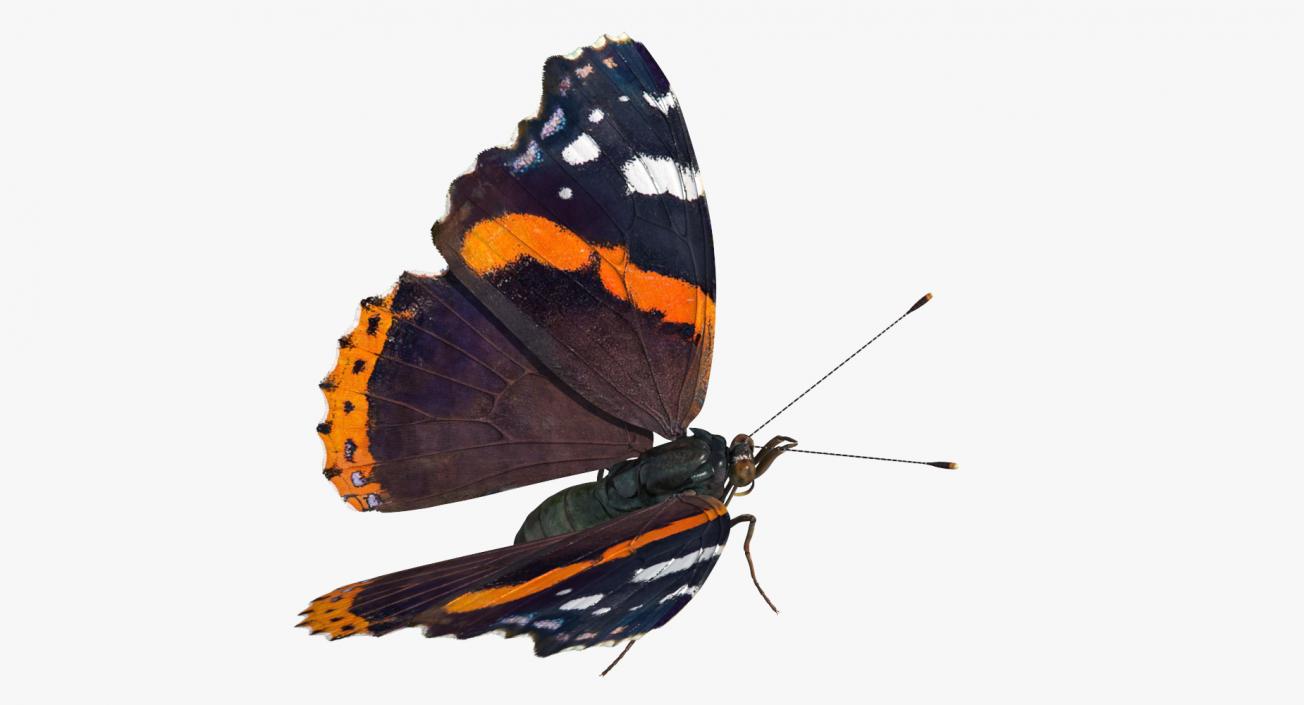 3D Red Admiral Butterfly Flying Pose model