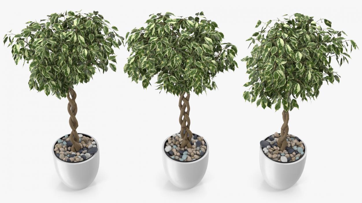 3D Ficus Benjamina Variegated Tree in Pot model