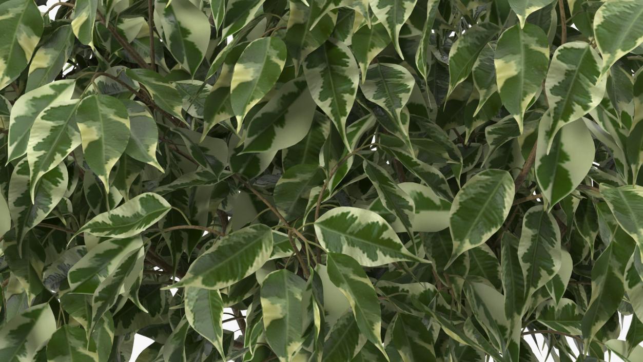 3D Ficus Benjamina Variegated Tree in Pot model