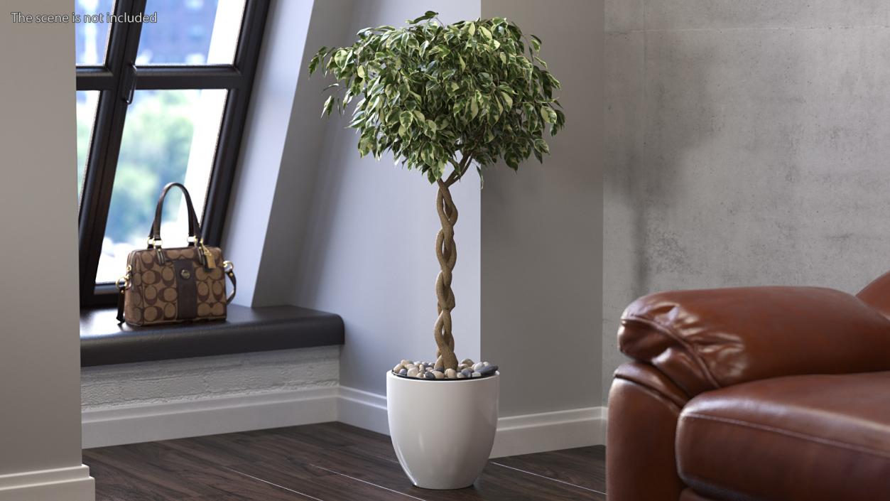 3D Ficus Benjamina Variegated Tree in Pot model