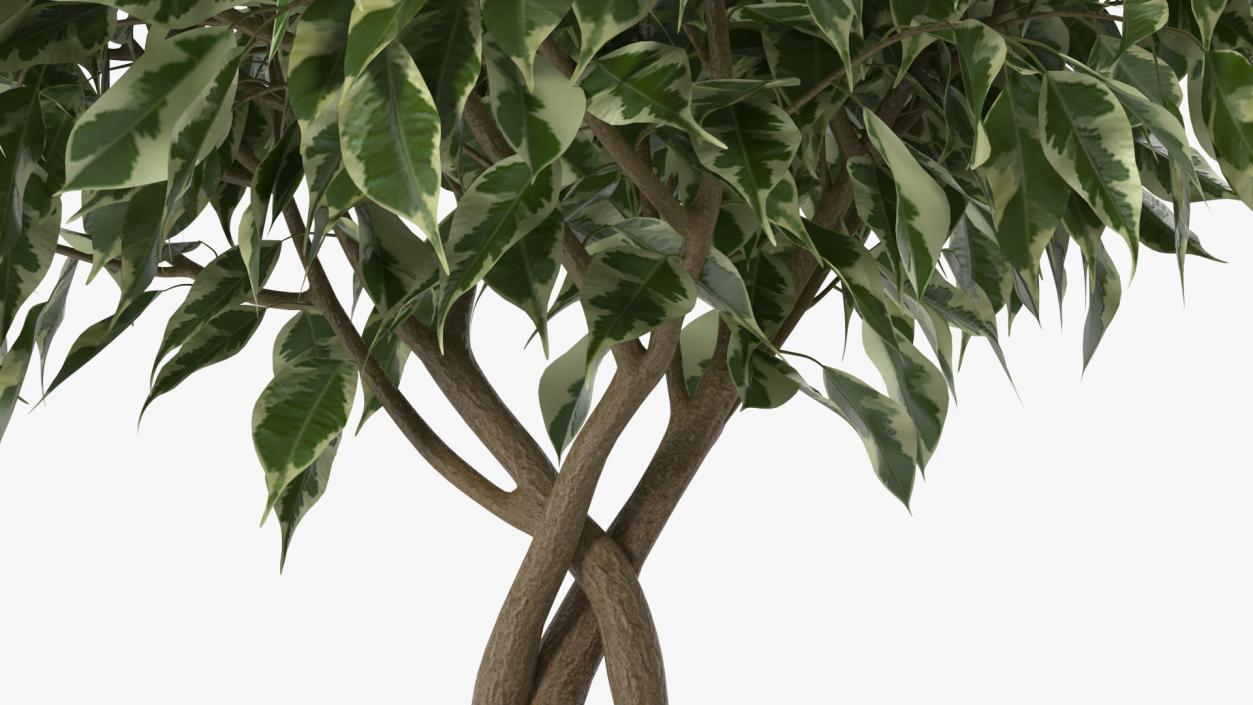 3D Ficus Benjamina Variegated Tree in Pot model